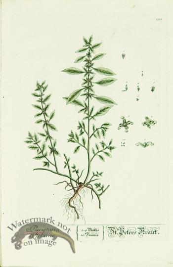 Blackwell German 137